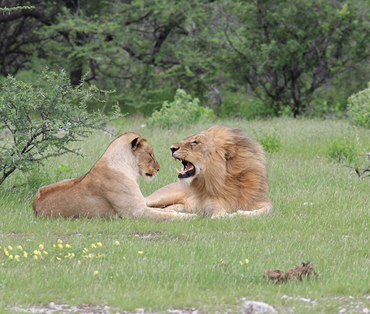 Danse Avec Les Lions En Namibie