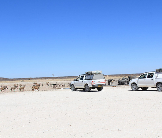 Le Park Etosha En Namibie